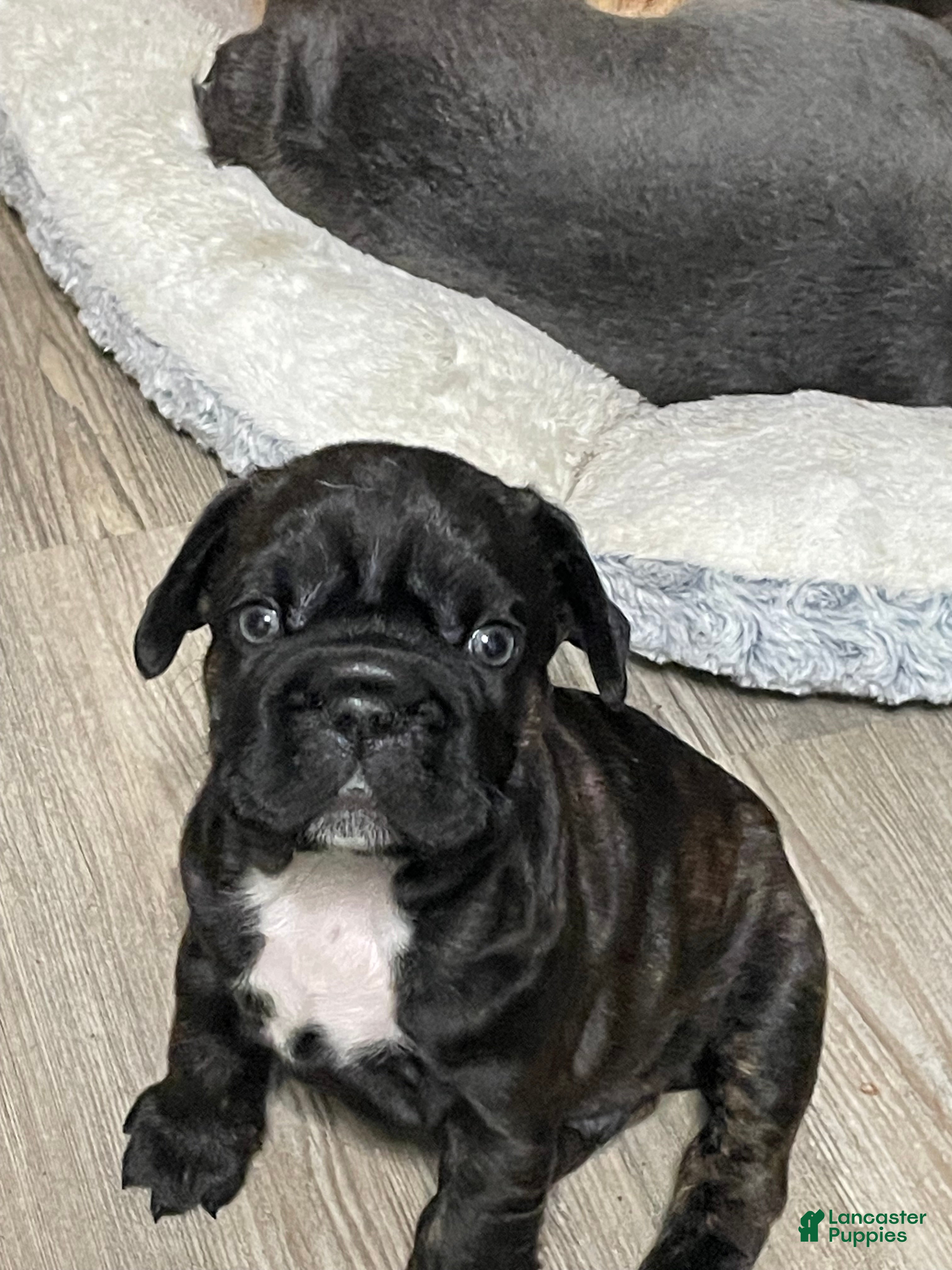 French Bulldog dogs for sale: Mr Pooh Shystie - Ad 14
