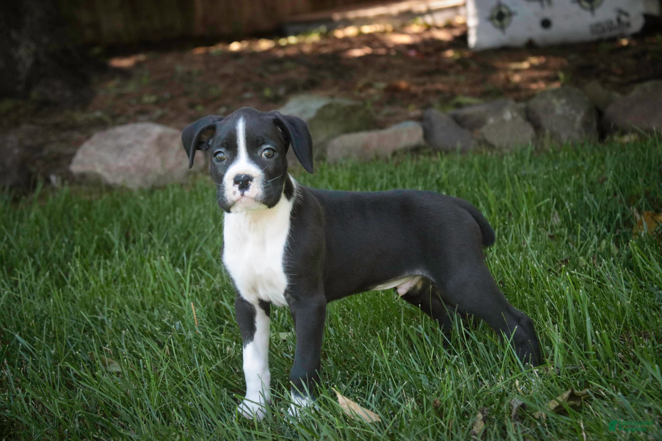 Boxer dogs Jones - Ad 1
