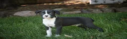 Boxer dogs for sale: Jones - Ad 1