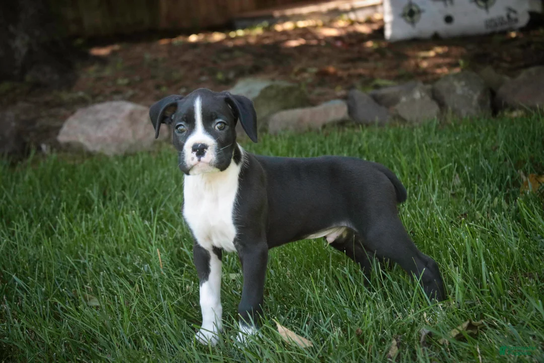 Boxer dogs for sale: Jones - Ad 1
