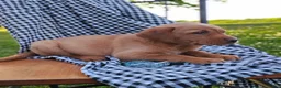 Labrador Retriever dogs for sale: Lainey - Ad 3