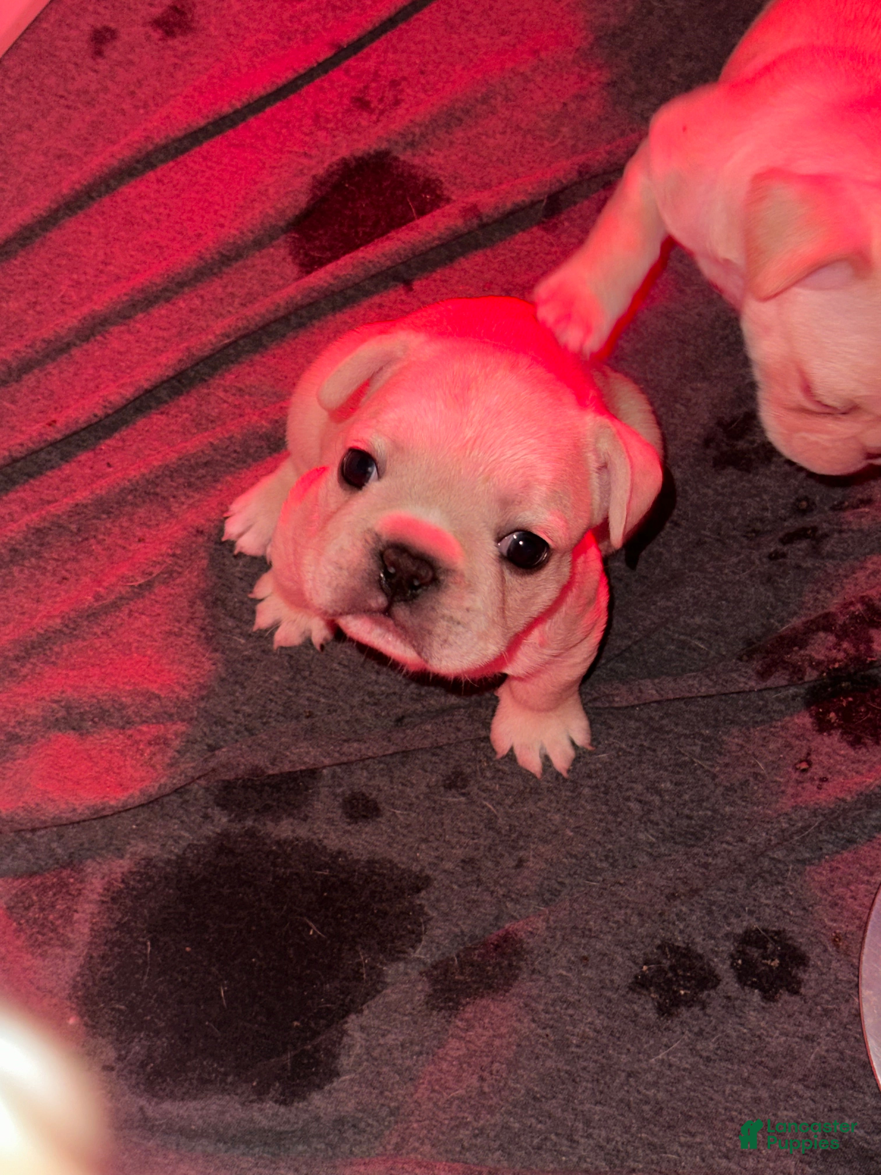 French Bulldog dogs Ghost - Ad 1