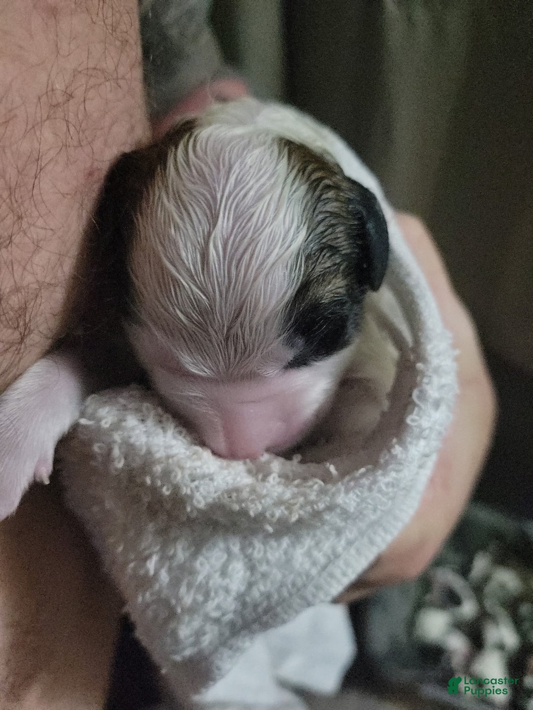 Saint Bernard dogs for sale: Puppy 3 - Ad 36