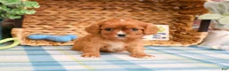 Cavalier King Charles Spaniel dogs for sale: Kingsley  - Ad 4