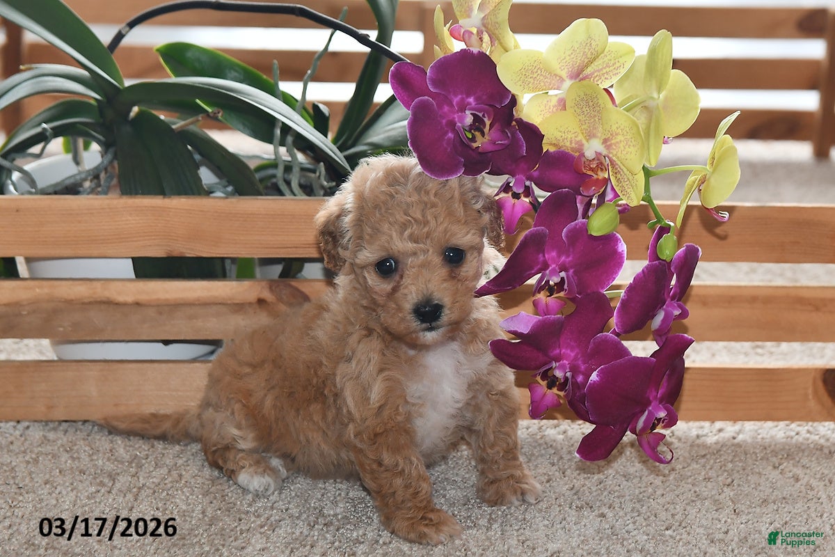 Bichpoo dogs Jewel - Ad 2