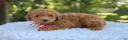 Toy Poodle dogs for sale: Bruce - Ad 5
