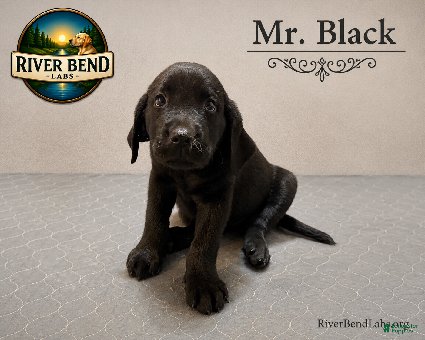 Labrador Retriever dogs Mr Black - Ad 2