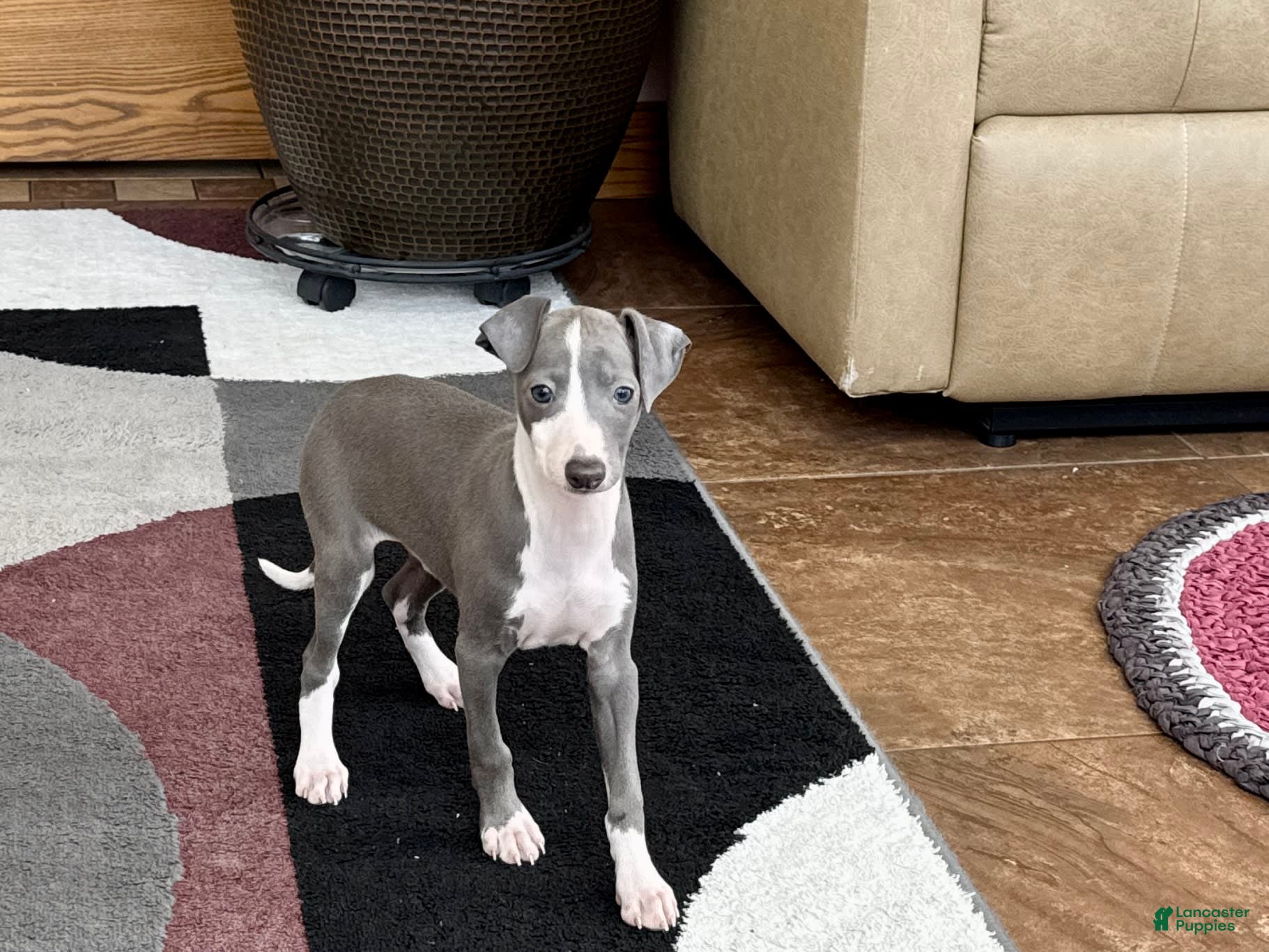Italian Greyhound dogs Mj - Ad 1