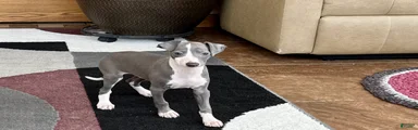 Mj
