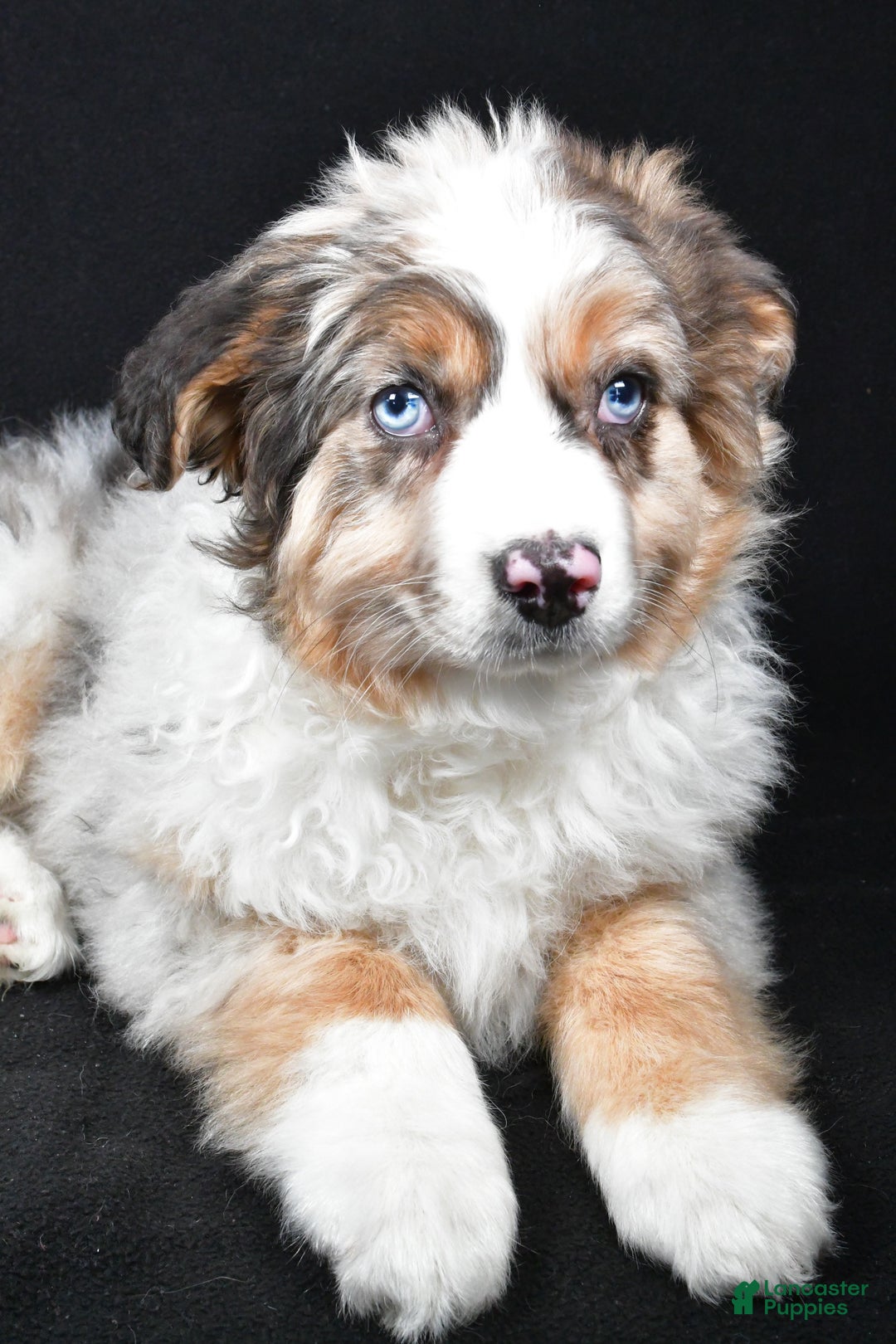Australian Shepherd dogs for sale: Birley - Ad 6