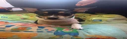 Mixed Breed dogs for sale: Angelique - Ad 4