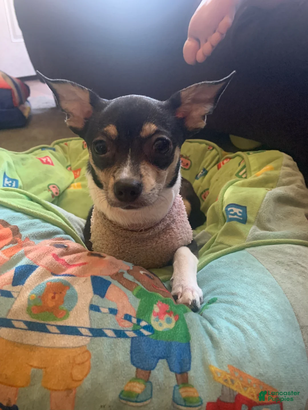 Mixed Breed dogs for sale: Angelique - Ad 4