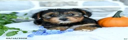 Yochon dogs for sale: Ezra - Ad 3