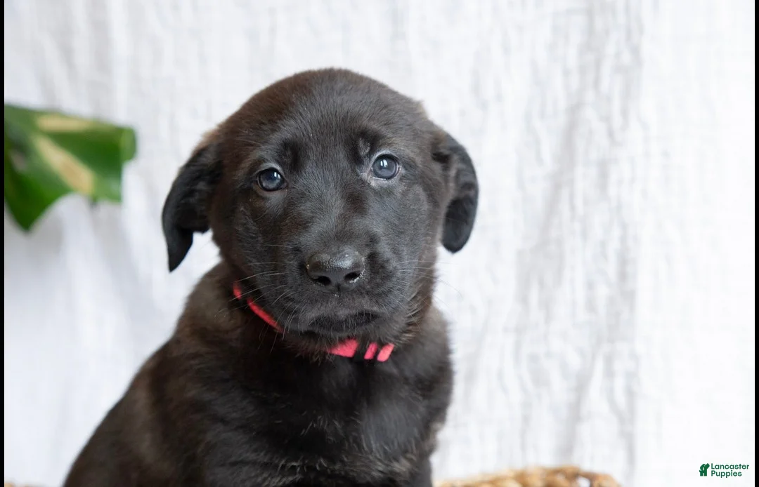 Mixed Breed dogs for sale: Penny - Ad 1