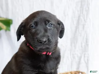 Mixed Breed dogs for sale: Penny - Ad 2