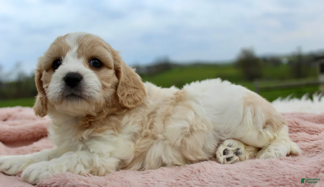 Cavachon dogs for sale: Cavachon Girl 4 - Ad 1