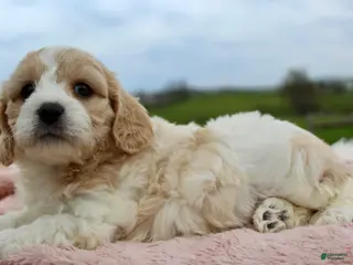 Cavachon dogs Cavachon Girl 4 - Ad 3