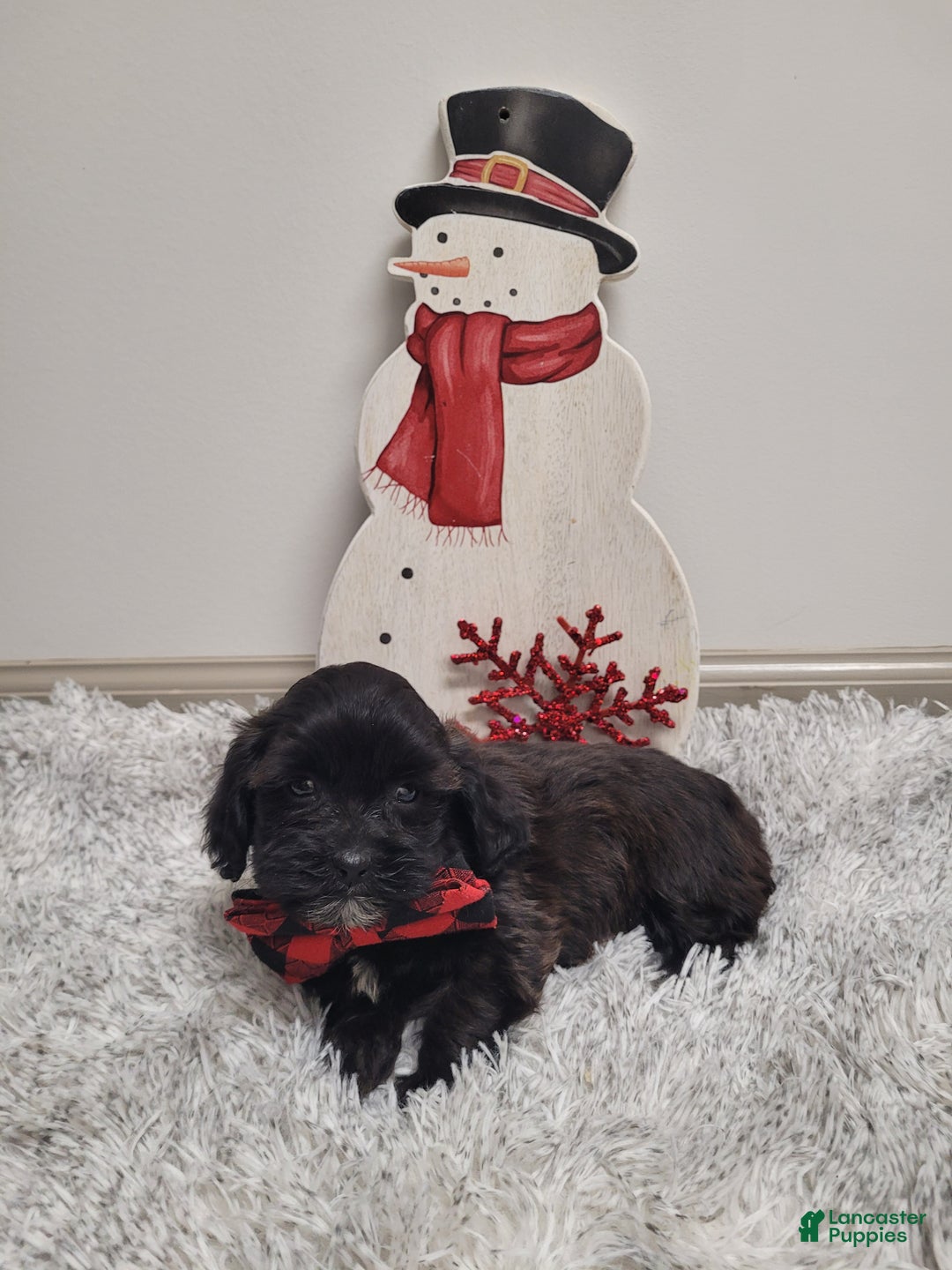 Shihpoo dogs for sale: Shadow - Ad 3