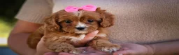 Cavapoo dogs for sale: Katie 🎀 - Ad 17