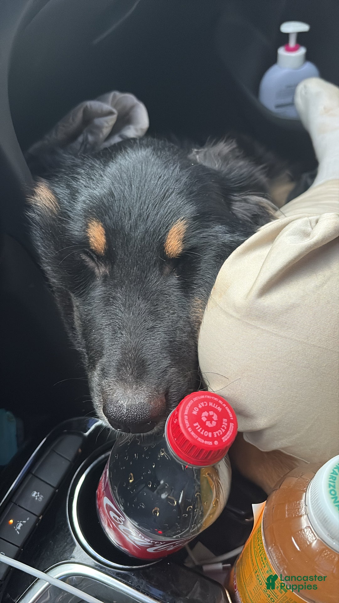 Australian Shepherd dogs for sale: Australian Shepherd Puppy 1 - Ad 3