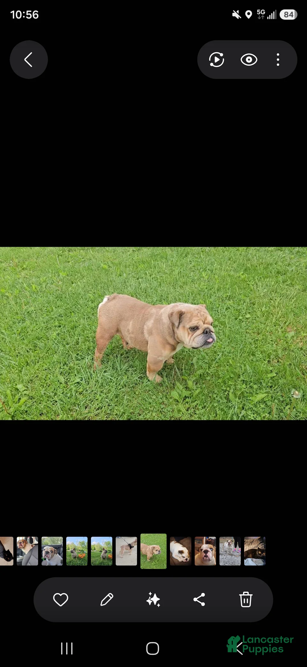 English Bulldog dogs for sale: Merle Female - Ad 6