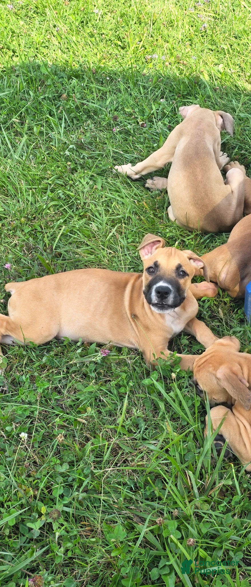 Cane Corso dogs Brooklyn - Ad 1