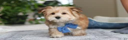 Morkie dogs for sale: Taylor - Ad 3