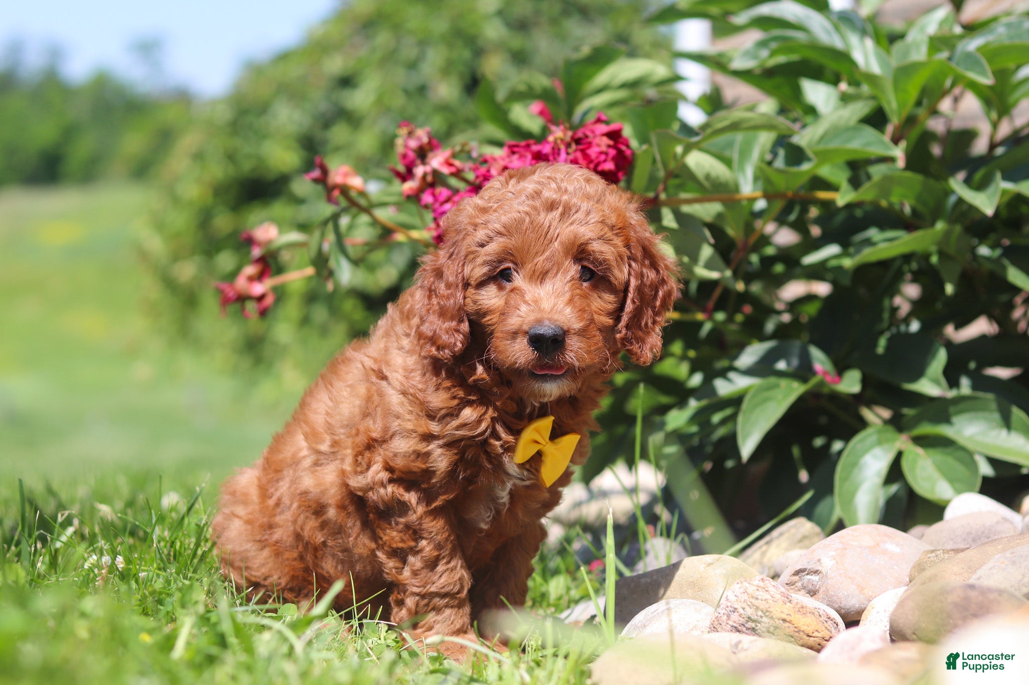 Mini Goldendoodle dogs Calvin - Ad 2