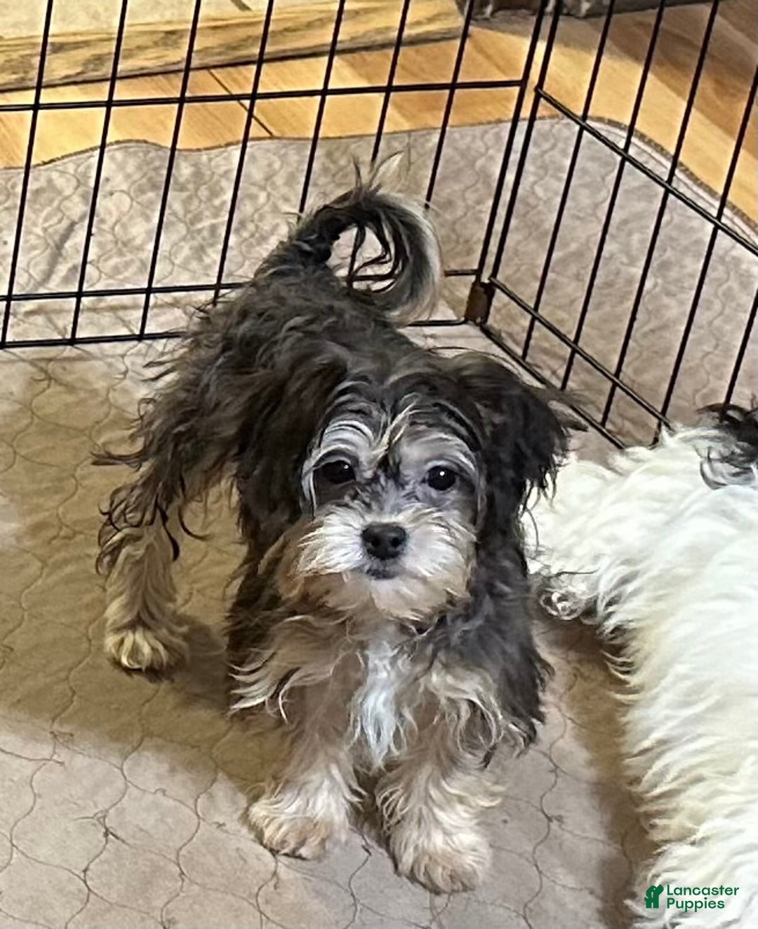 Shihpoo dogs for sale: Shihpoo Puppy 5 - Ad 10