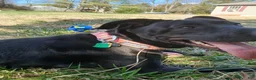 Mixed Breed dogs for sale: Black Lab mix - Ad 2