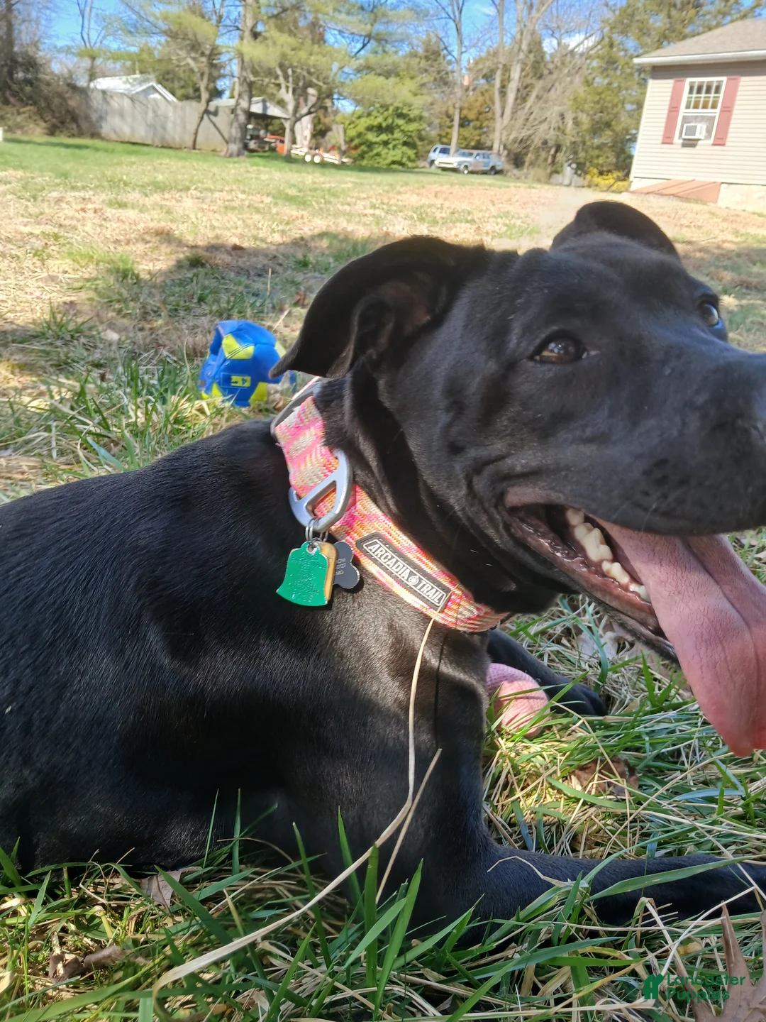 Mixed Breed dogs for sale: Black Lab mix - Ad 2