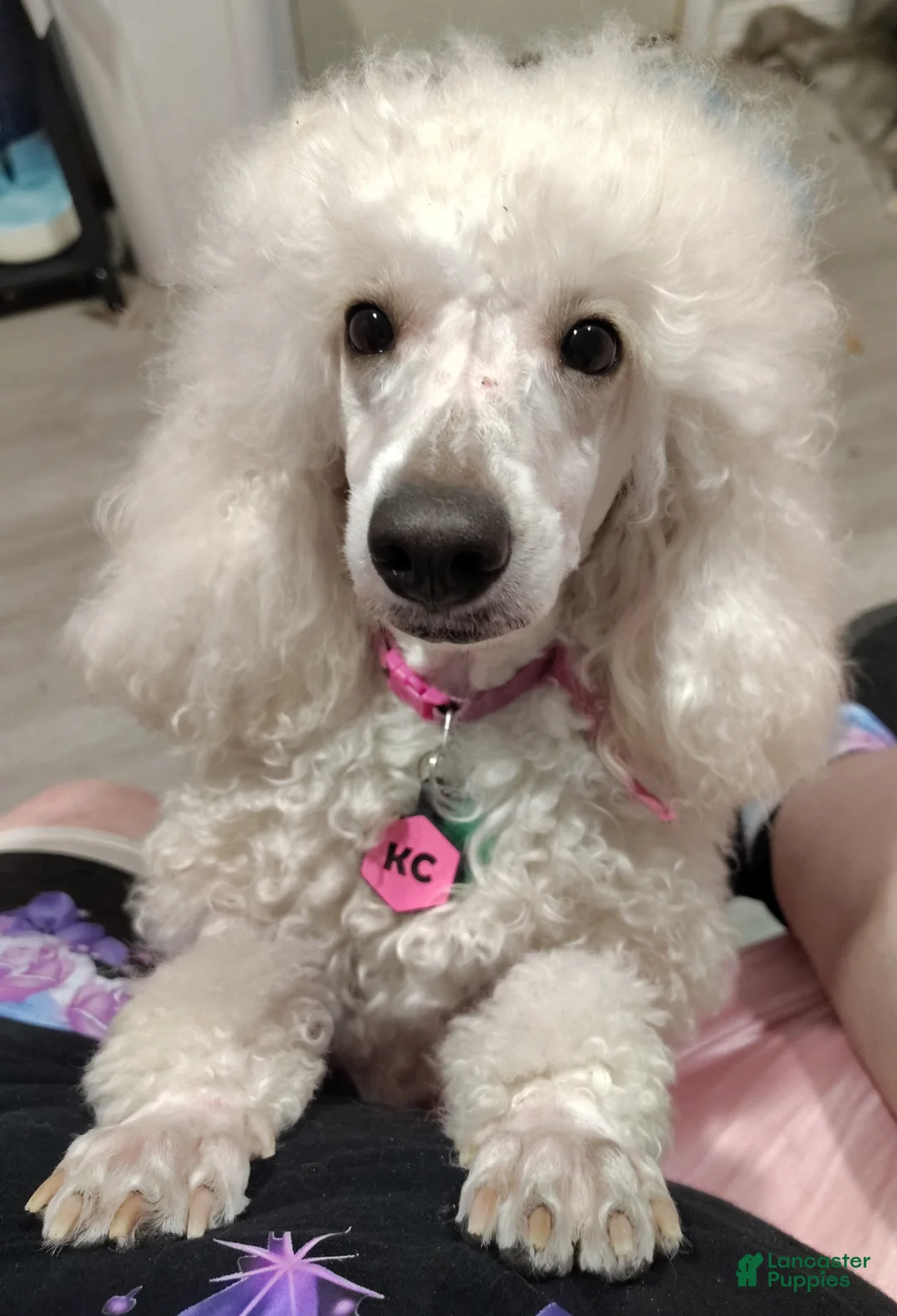 Miniature Poodle dogs for sale: KC - Ad 3