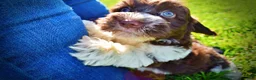 Havapoo dogs for sale: Bandit - Ad 18