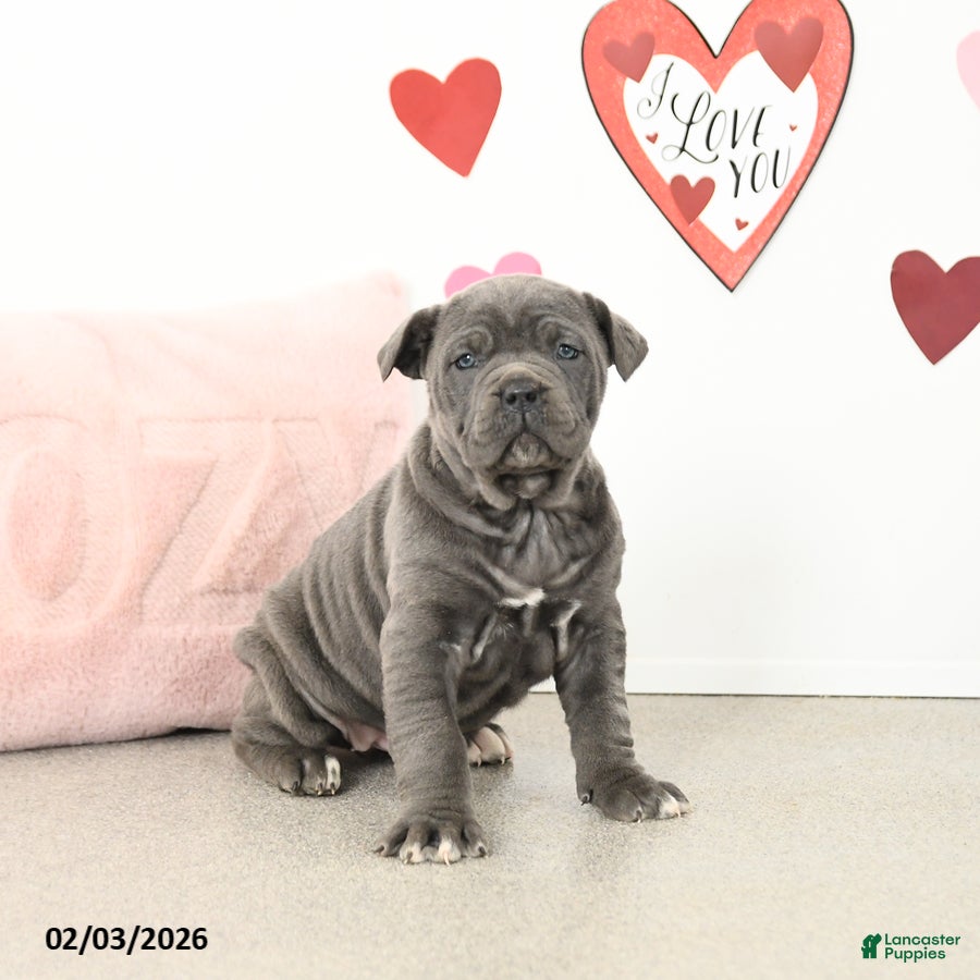 Cane Corso dogs Clementine - Ad 17