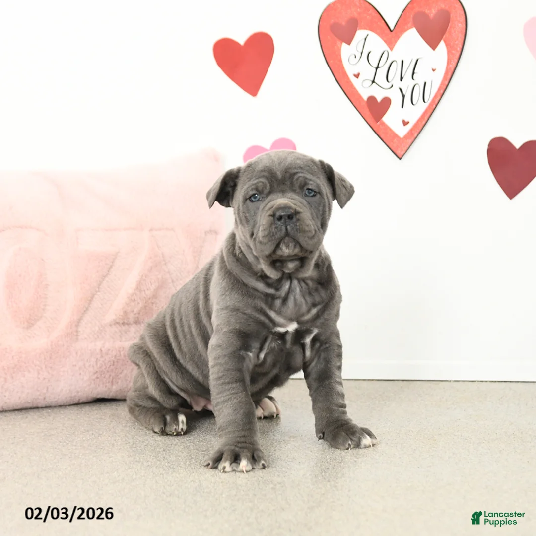 Cane Corso dogs for sale: Clementine - Ad 1