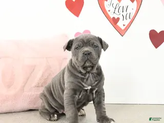 Cane Corso dogs Clementine - Ad 5