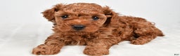 Miniature Poodle dogs for sale: Brady - Ad 8