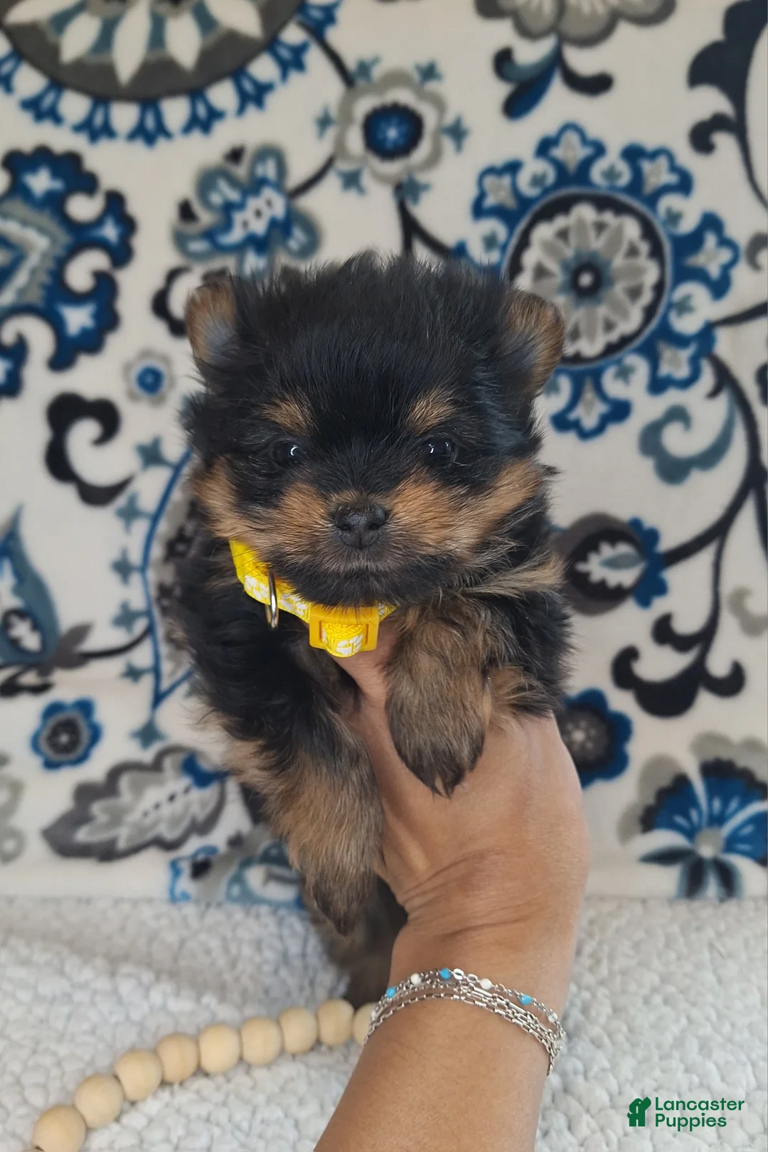 Mixed Breed dogs for sale: Beauty - Ad 1