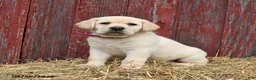 Labrador Retriever dogs for sale: Pansy - Ad 5