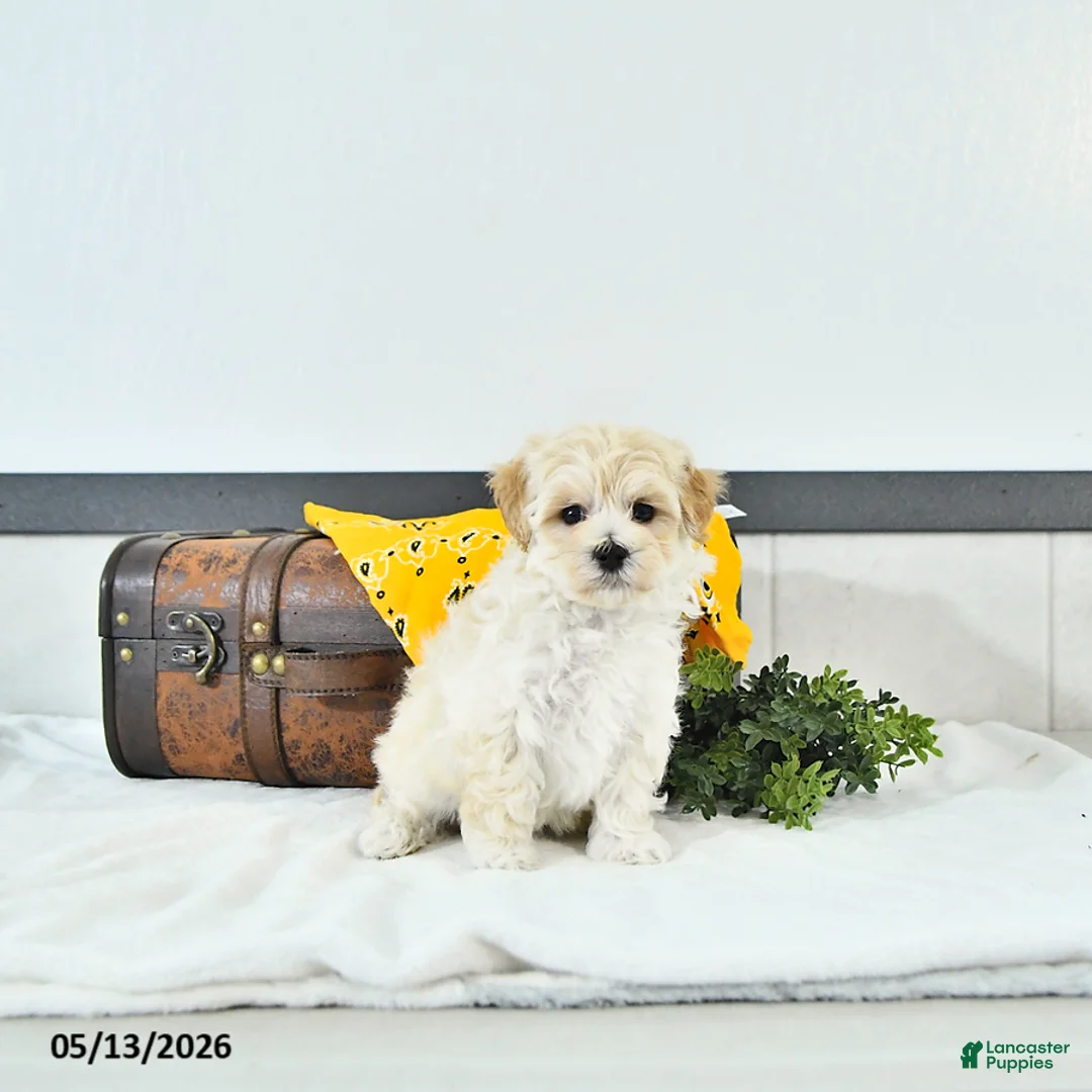 Maltipoo dogs for sale: Silas - Ad 1
