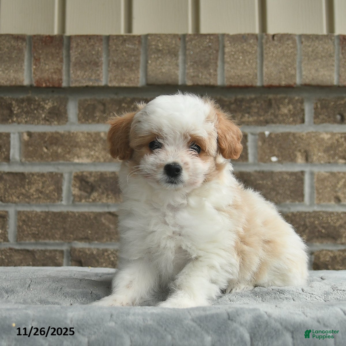 Eskipoo dogs Nova  - Ad 5