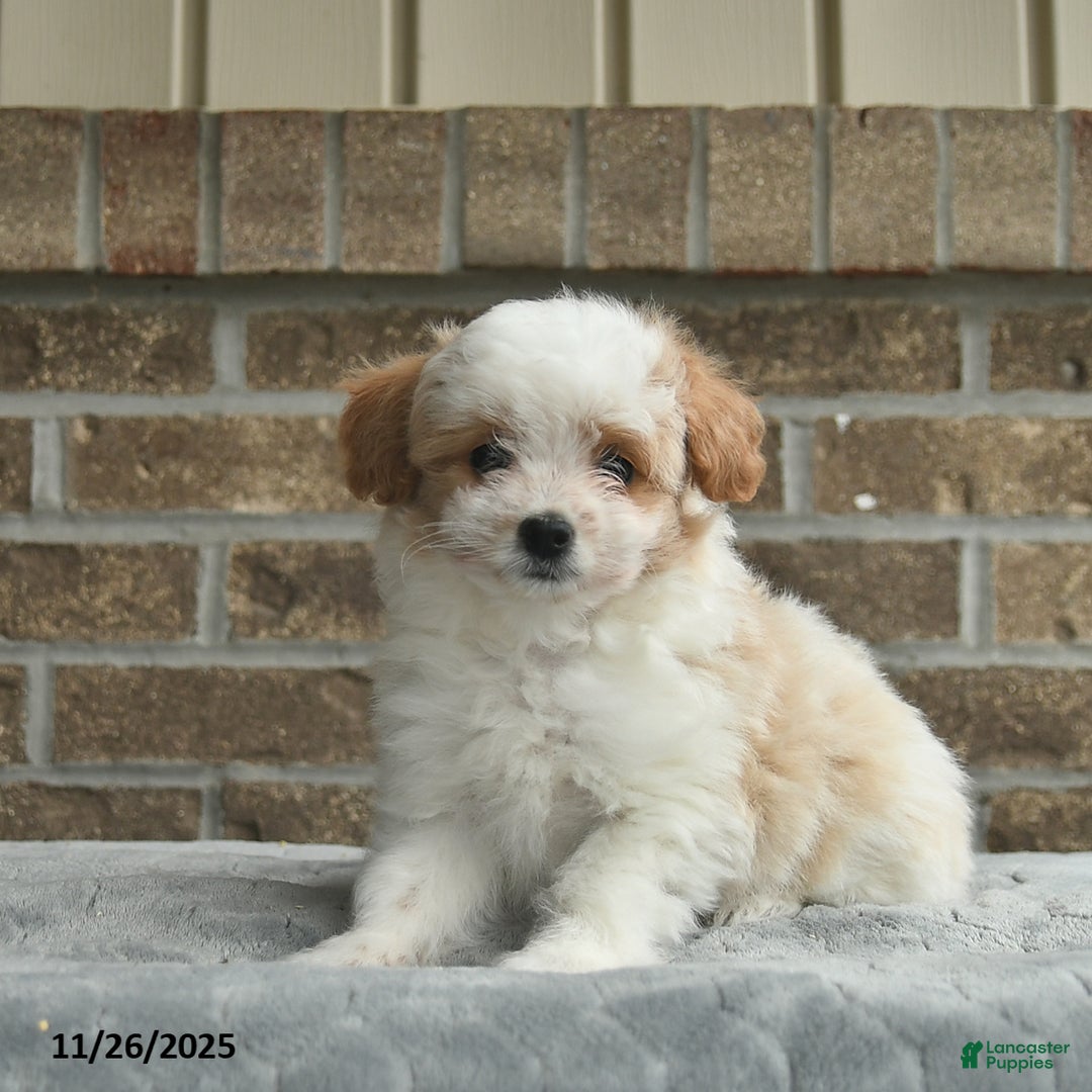 Eskipoo dogs for sale: Nova  - Ad 1