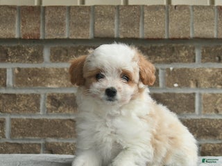 Eskipoo dogs Nova - Ad 10