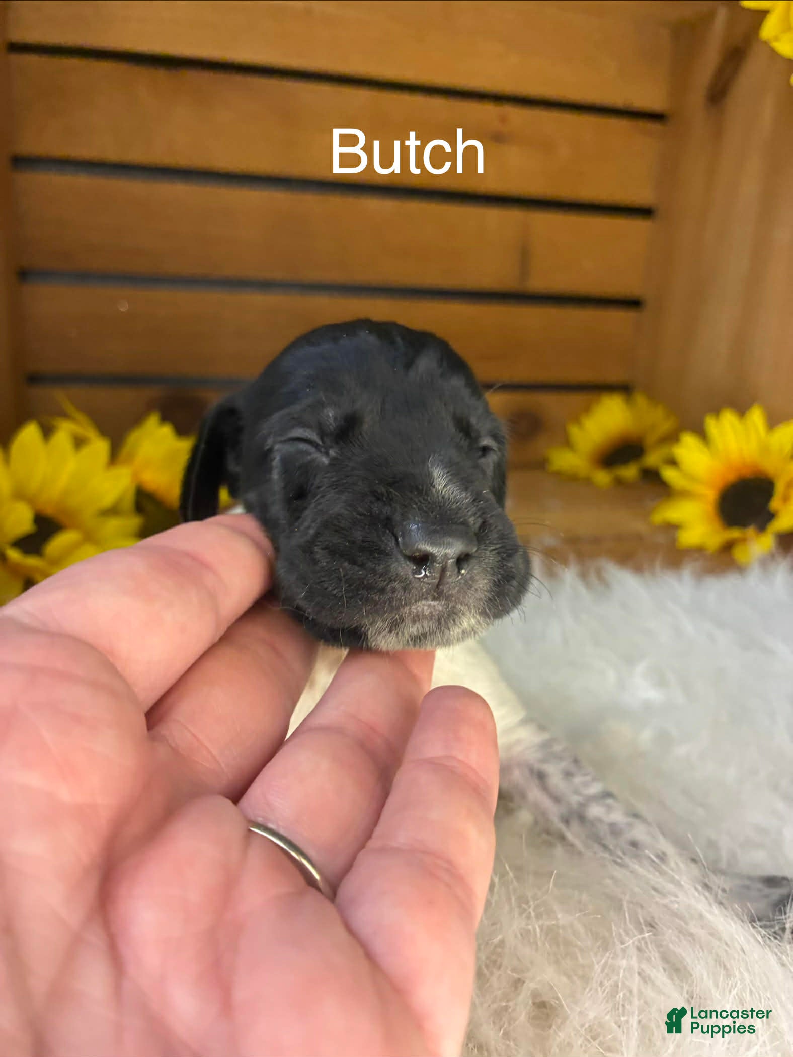 German Shorthaired Pointer dogs Butch - Ad 23