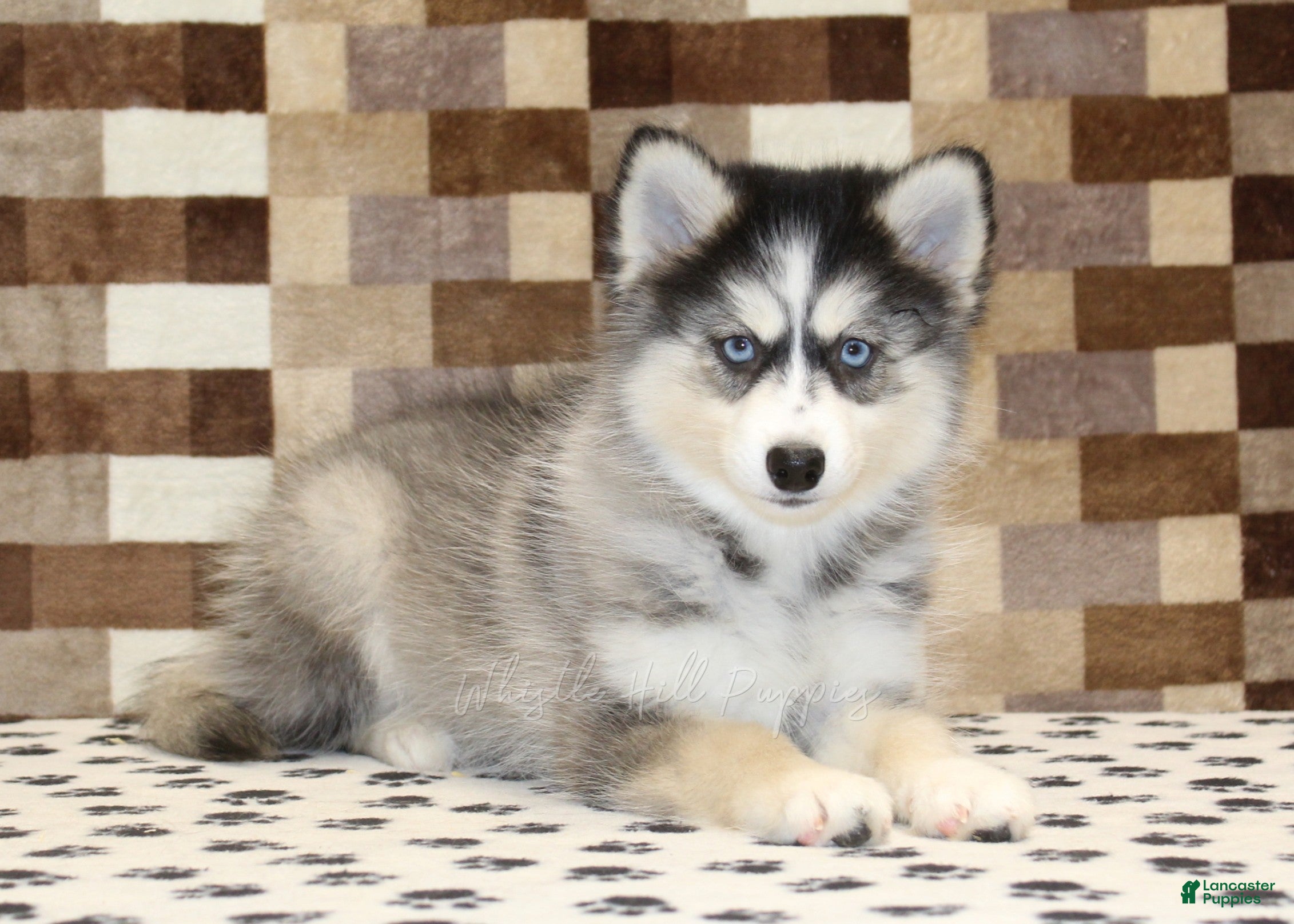 Pomsky dogs Willow - Ad 2