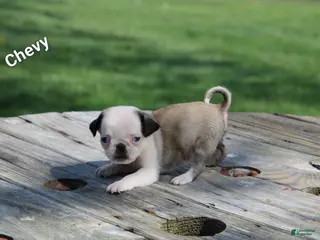 Pug dogs Chevy - Ad 14