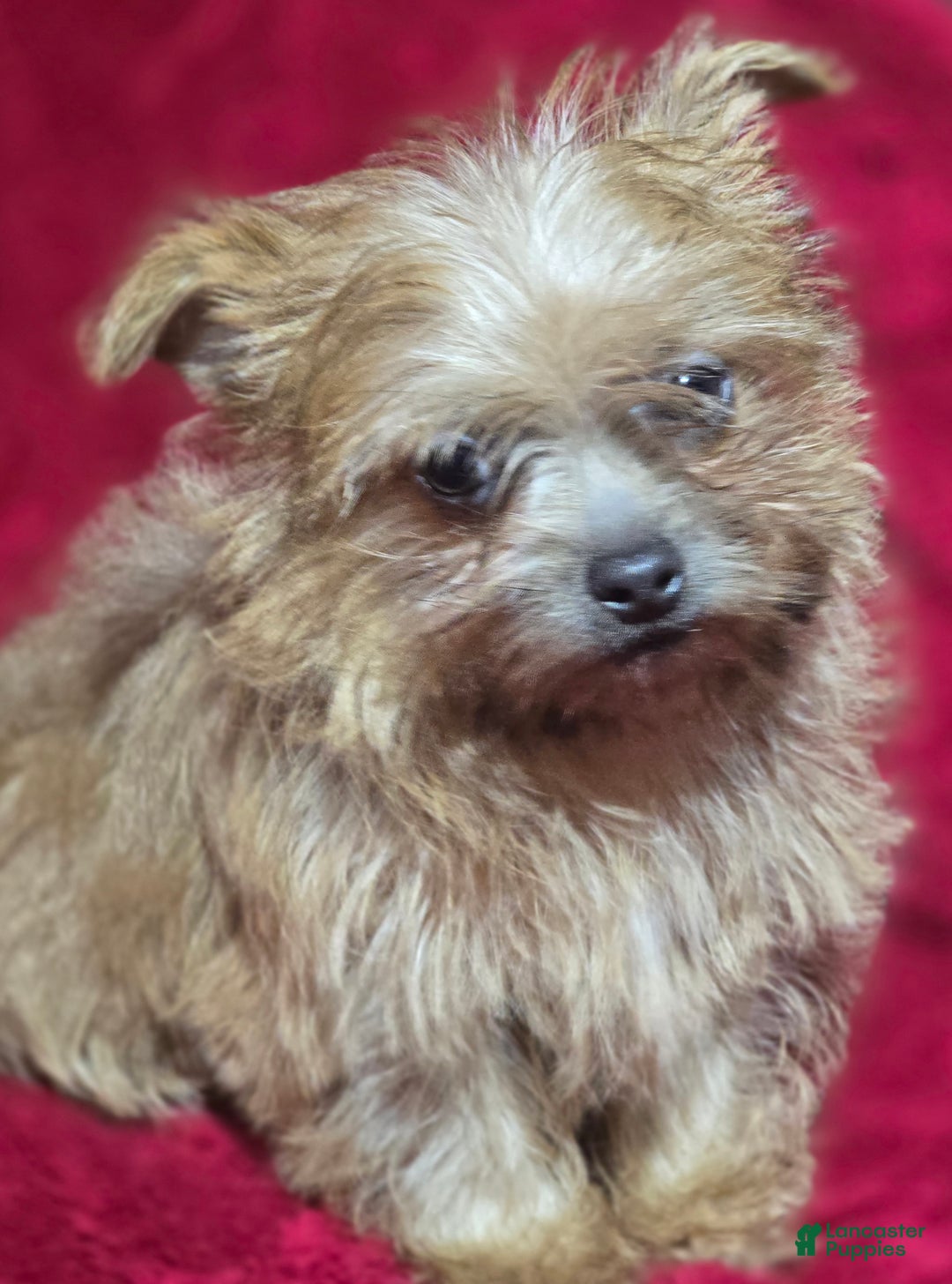 Shorkie dogs for sale: TEACUP Lucy - Ad 2