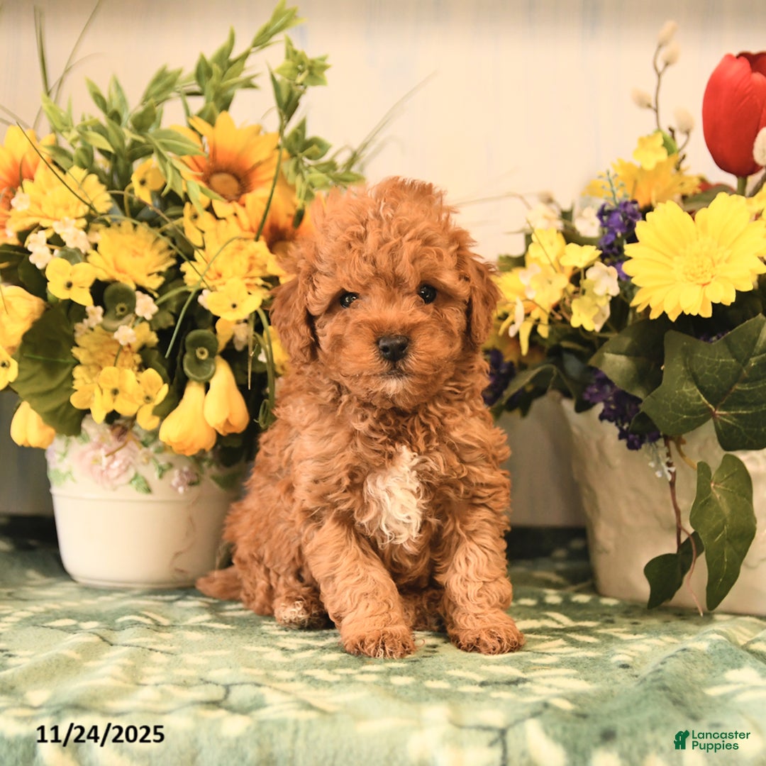 Miniature Poodle dogs for sale: Lacey - Ad 1