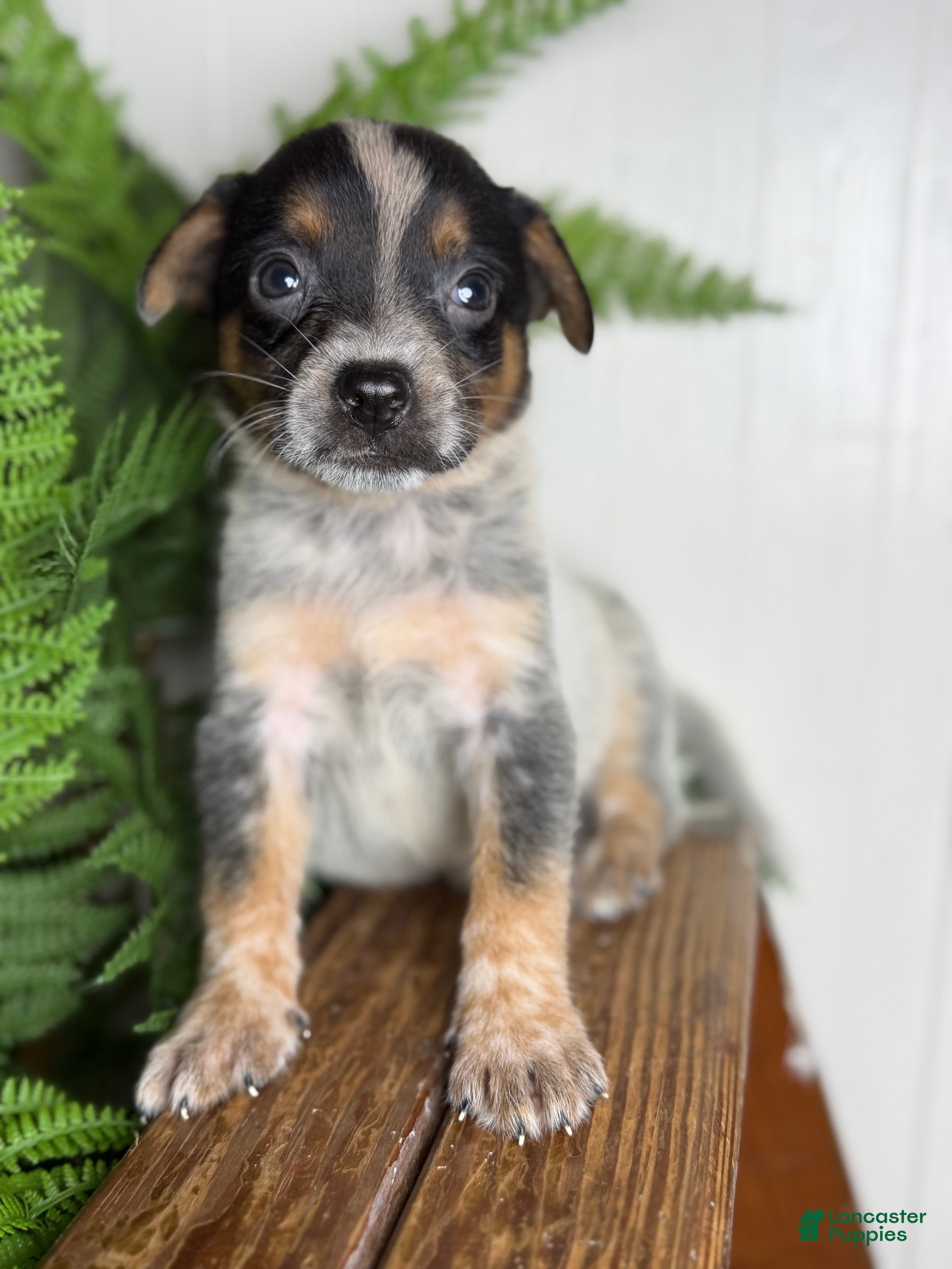 Australian Cattle Dog dogs Sweet pea - Ad 2