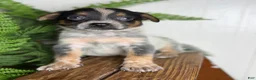 Australian Cattle Dog dogs for sale: Sweet pea - Ad 2